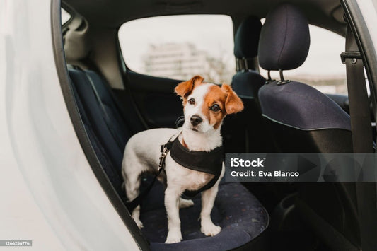 La sécurité de votre chien en voiture - Niche toutou