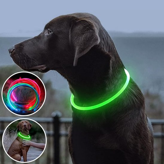 Collier Lumineux Chien | Visibilité Nocturne 500m - Niche toutou