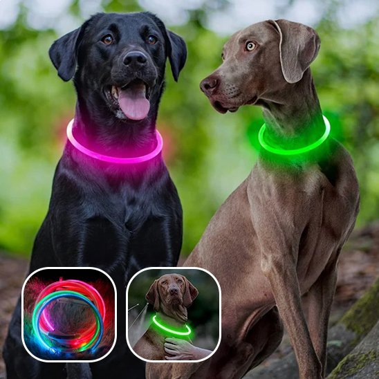 Collier Lumineux Chien | Visibilité Nocturne 500m - Niche toutou