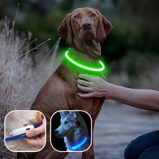 Collier Lumineux Chien | Visibilité Nocturne 500m - Niche toutou